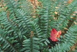 Fern Christmas — photo 1