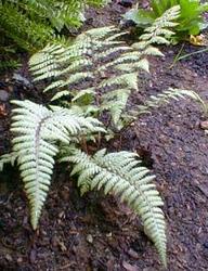 Athyrium 'Ghost' — photo 1
