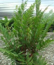 Athyrium filix-femina var. angustum 'Lady in Red' — photo 1