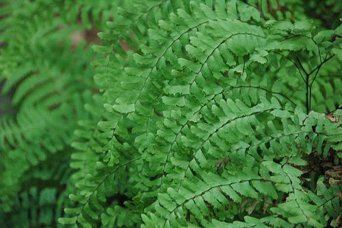 Fern Northern Maidenhair