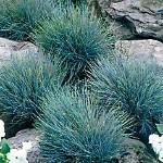 Festuca glauca 'Boulder Blue'