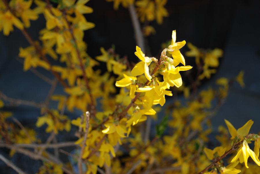 Forsythia intermedia Lynwood
