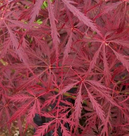 Acer palmatum dissectum 'Lionheart' — photo 1