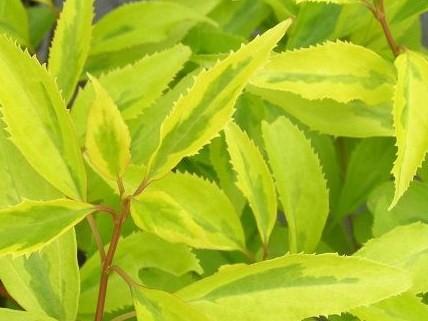Forsythia x 'Golden Times'