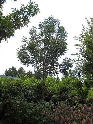 Fraxinus americana 'Autumn Applause' — photo 1