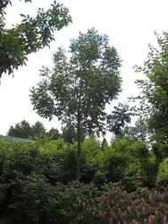 Fraxinus americana 'Autumn Applause' — photo 1