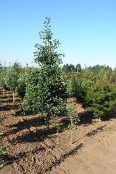 Ginkgo biloba 'Autumn Gold' — photo 1