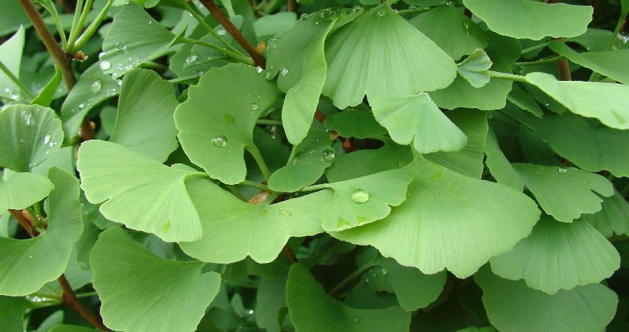 Ginkgo biloba Chi Chi