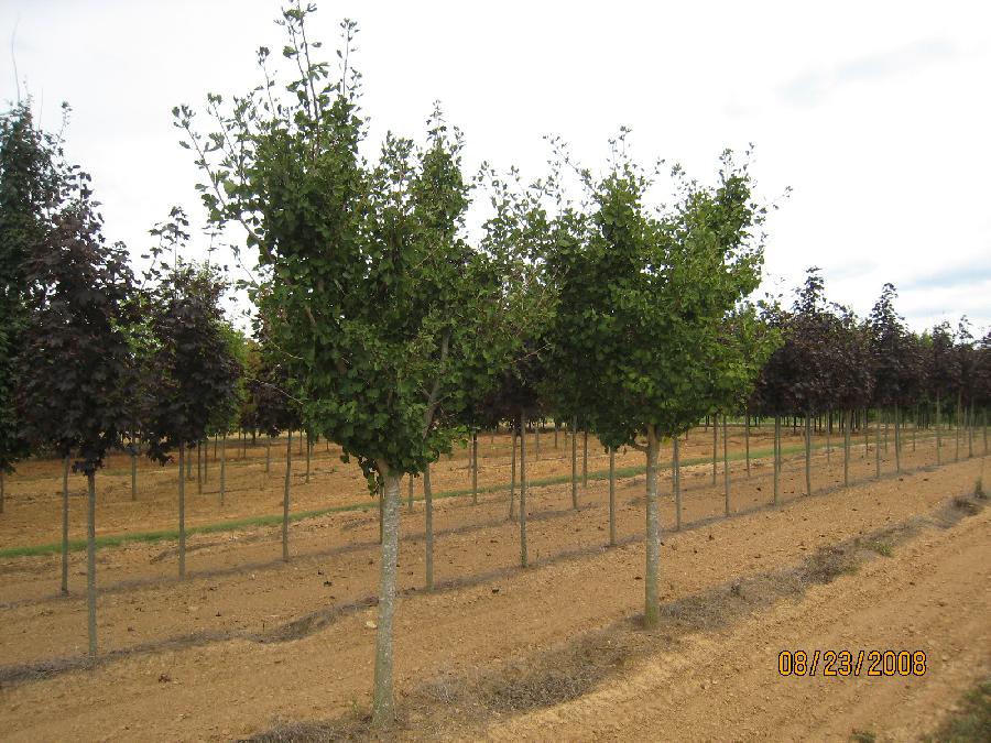 Ginkgo biloba 'Princeton Sentry'