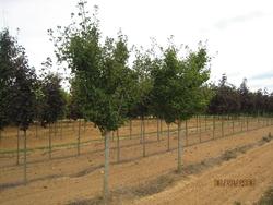 Ginkgo biloba 'Princeton Sentry' — photo 1