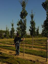 Ginkgo biloba 'Princeton Sentry' — photo 2