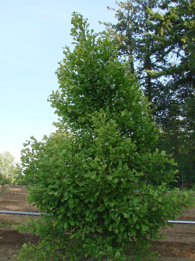 Ginkgo biloba Saratoga