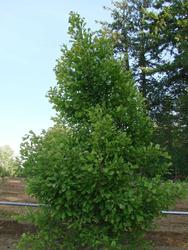 Ginkgo biloba Saratoga — photo 1