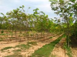 Gleditsia Tri In Sunburst — photo 1
