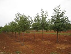 Gleditsia tri. var. inermis 'Skyline' — photo 1