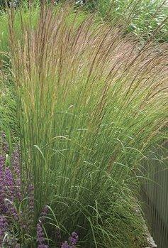 Calamagrostis x acutiflora 'Karl Foerster' — photo 1