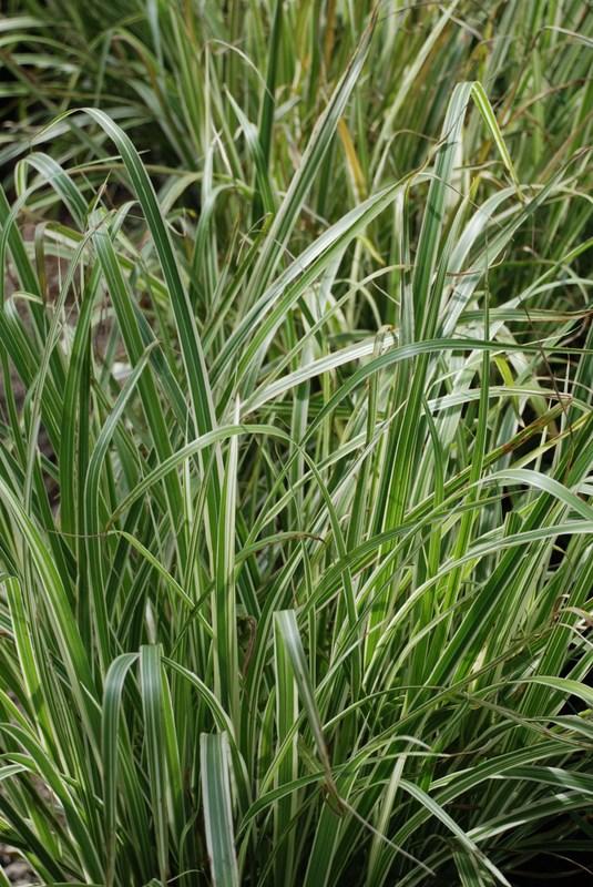 Miscanthus sinensis 'Variegatus'