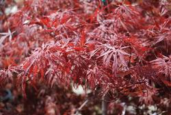 Acer palmatum dissectum 'Red Dragon' — photo 1