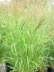 Panicum virgatum 'Shenandoah' — photo 1