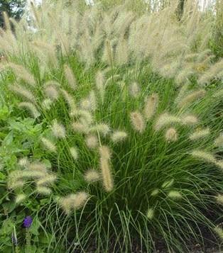 Pennisetum alopecuroides ?Hameln