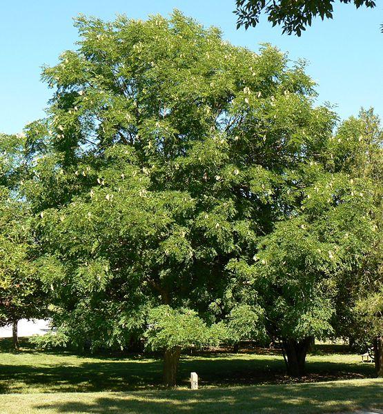 Gymnocladus dioicus — photo 1