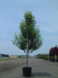 Halesia carolina Jersey Belle — photo 1