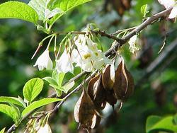 Halesia carolina Jersey Belle — photo 2