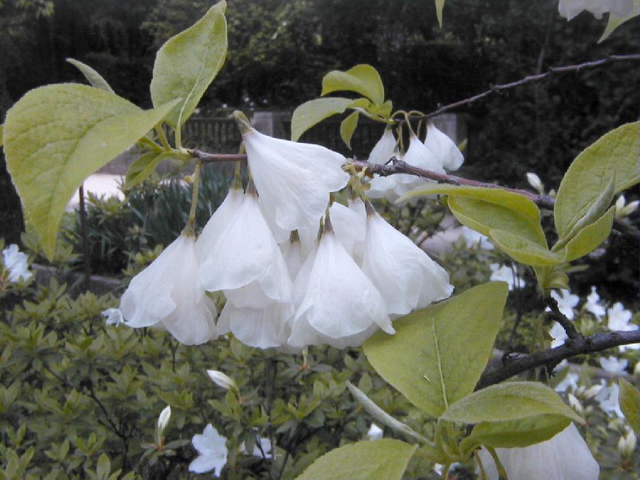 Halesia tetraptera var. monticola — photo 1