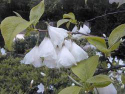 Halesia tetraptera var. monticola — photo 1