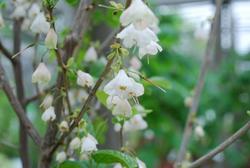 Halesia tetraptera var. monticola — photo 2