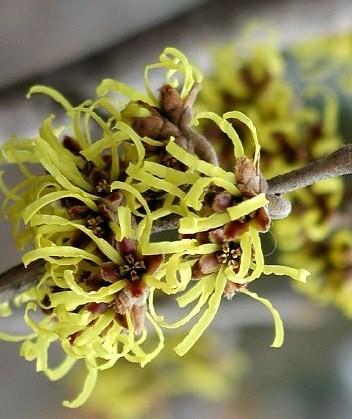 Hamamelis intermedia Westerstede — photo 1