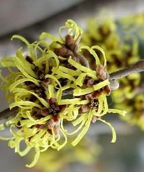 Hamamelis intermedia Westerstede — photo 1
