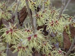 Hamamelis mollis 'Pallida' — photo 1