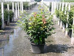 Hamamelis x intermedia 'Arnolds Promise' — photo 2