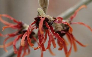 Hamamelis x intermedia 'Diane'