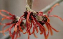 Hamamelis x intermedia 'Diane' — photo 1