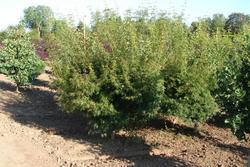 Acer palmatum dissectum 'Seiryu' — photo 1