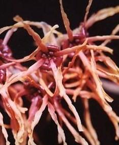 Hamamelis x intermedia 'Feuerzauber' — photo 1