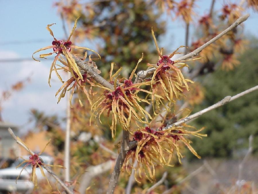 Hamamelis x intermedia 'Jelena' — photo 1