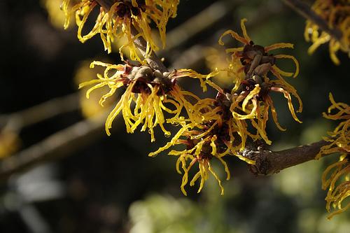 Hamamelis x intermedia 'Orange Beauty' — photo 1