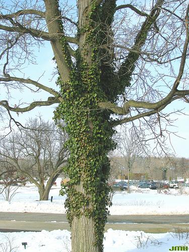 Hedera helix 'Thorndale' — photo 1
