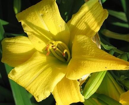 Hemerocallis 'Irish Elf' — photo 1