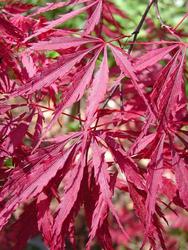 Acer palmatum dissectum 'Tamukeyama' — photo 1