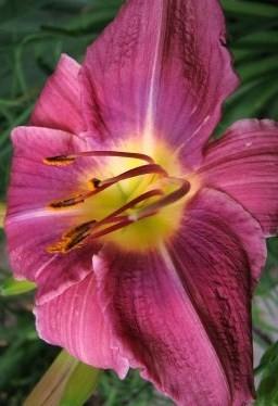 Hemerocallis 'Prairie Blue Eyes' — photo 1