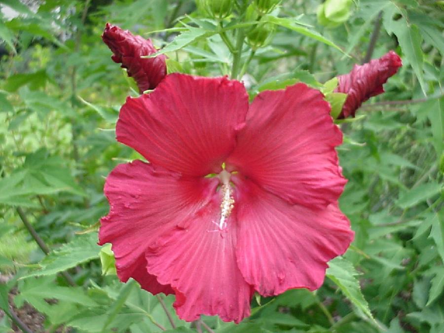Hibiscus 'Lord Baltimore' Crimson eyed'