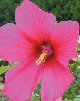 Hibiscus Moy Grande — photo 1