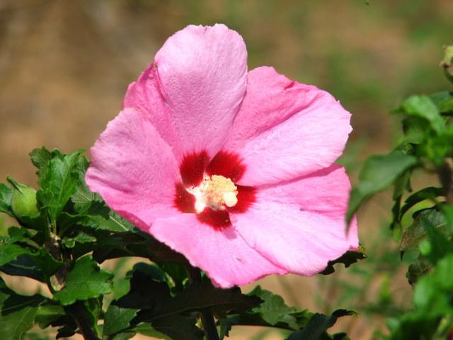 Hibiscus syriacus Aphrodite