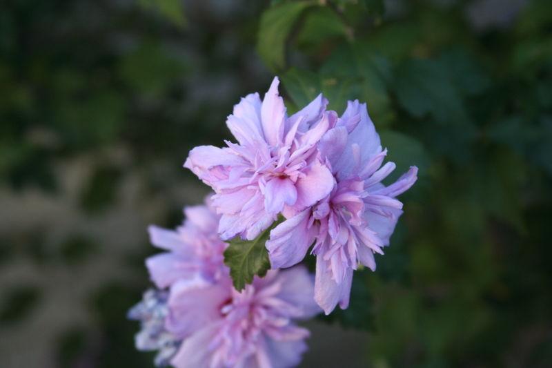 Hibiscus syriacus 'Blushing Bride' — photo 1