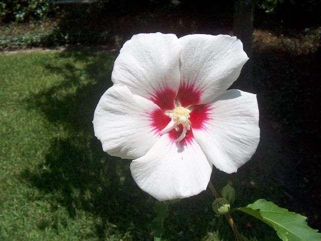 Hibiscus syriacus 'Helene' — photo 1