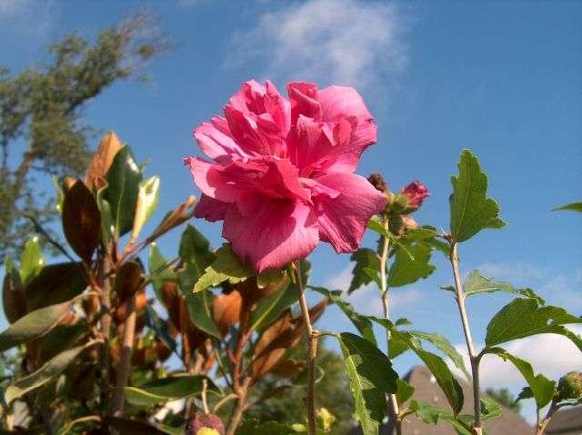 Hibiscus syriacus 'Lucy' — photo 1